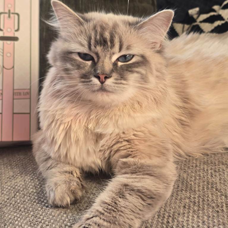 Rag doll mix brittish blue 