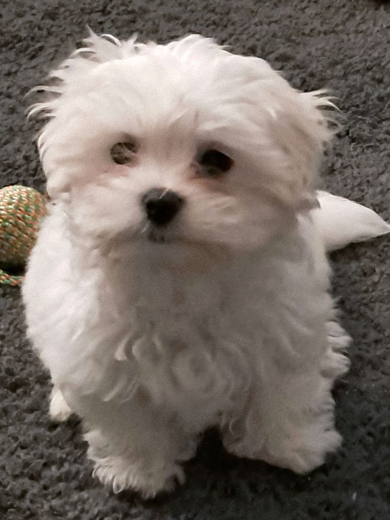 Maltese Puppy