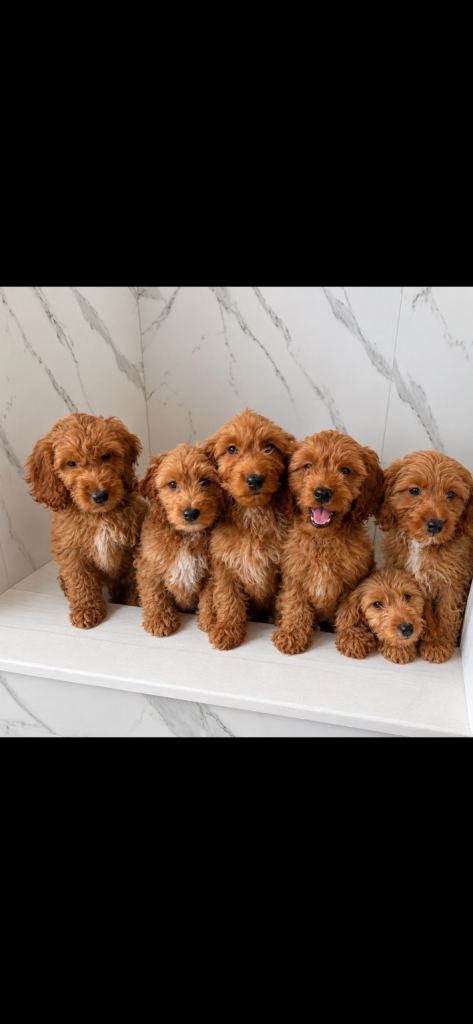 Cockapoo 
