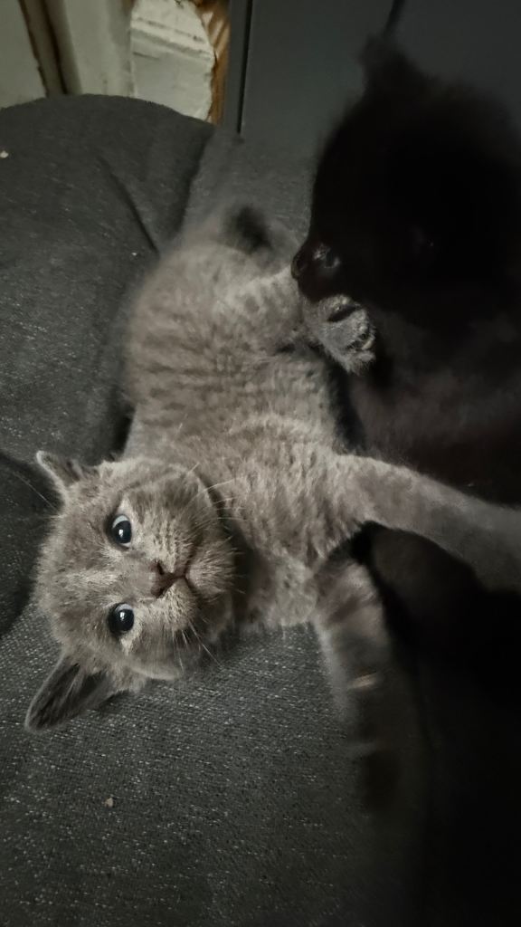 Beautiful Healthy Kittens Ready Now – Litter Trained