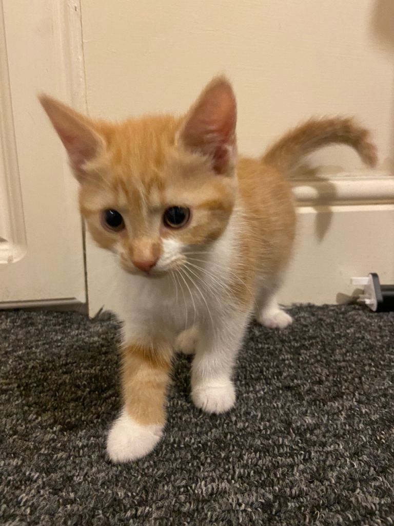  Playful Kittens 