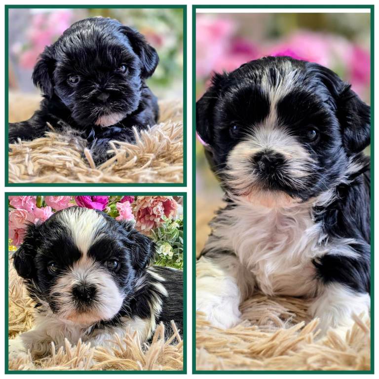 Beautiful Shih Tzu puppies 