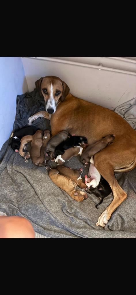 Lurcher x saluki puppies 