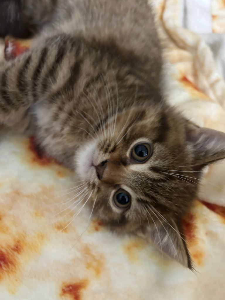 British Short Hair/Bengal Male Kittens - 2 Months Old