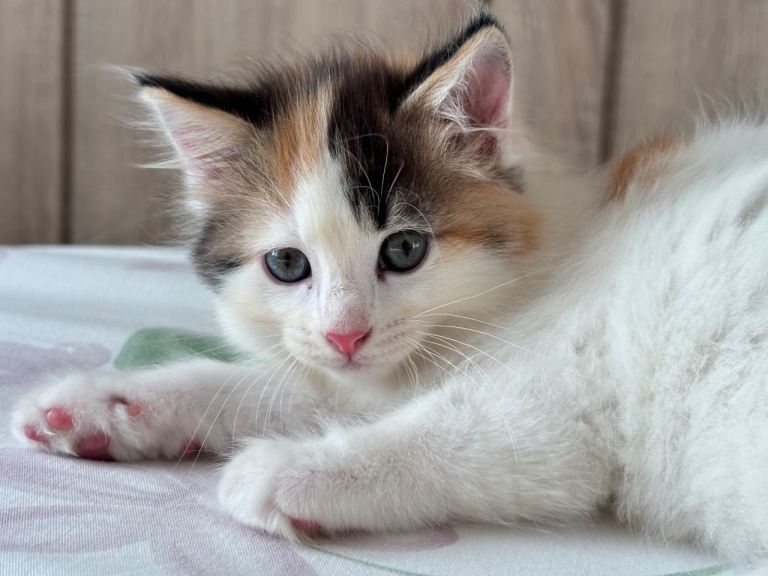 Fluffy Ragdoll-Mix Kittens