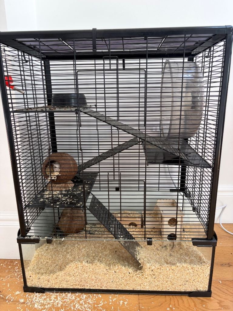 2 male gerbils 