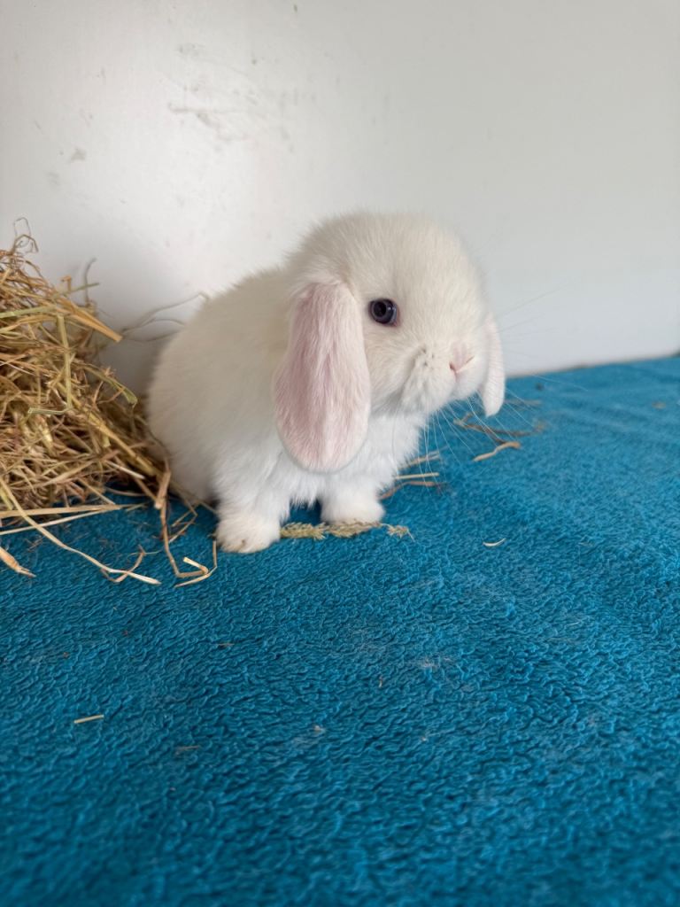 Beautiful pure mini lops to reserve 