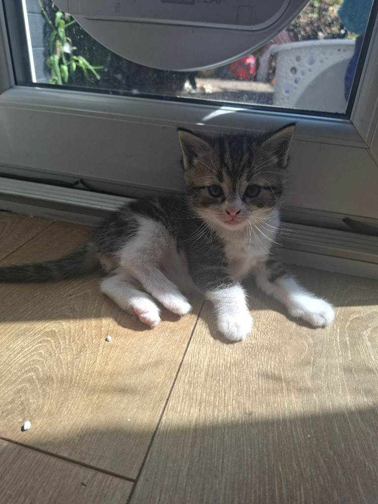 Kittens 