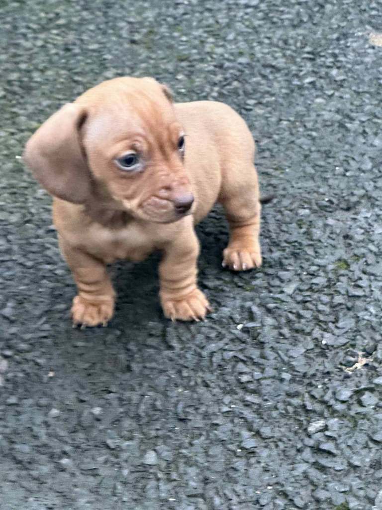 Dachshund puppies