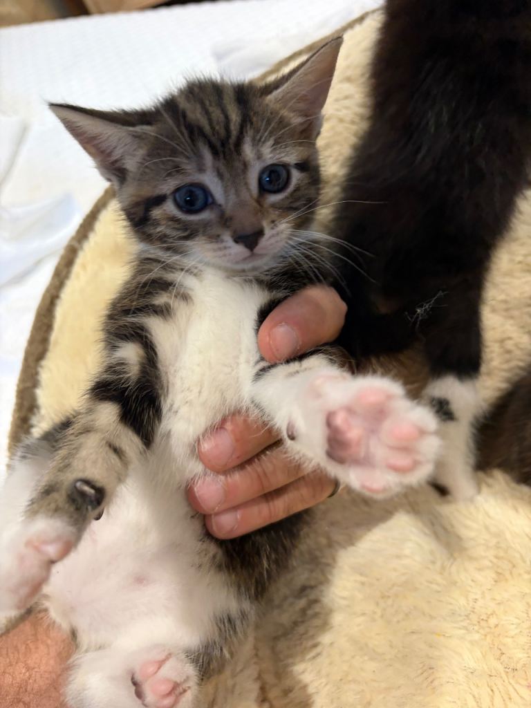 4 kittens for sale . Tabby / Bengals mix , 120 pounds each 