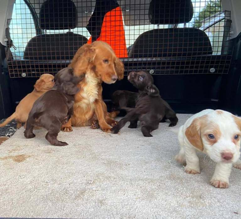 Cocker spaniel puppies 