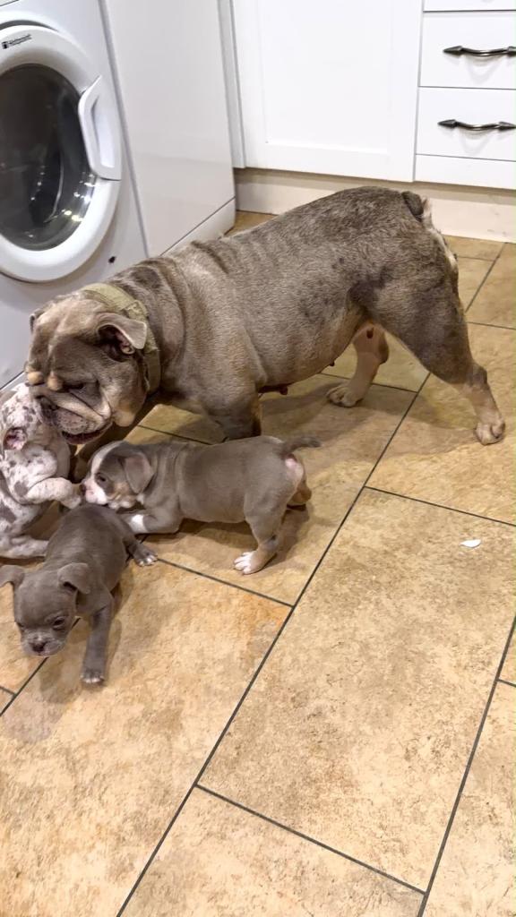 BEAUTIFUL, CHUNKY ENGLISH BULLDOG PUPPIES – READY FOR THEIR FOREVER HOME NOW