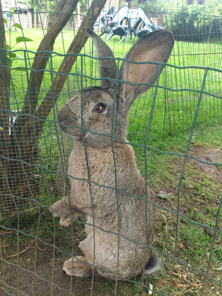 Baby continental  rabbits