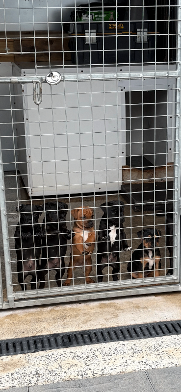 Patterdale puppies for sale 