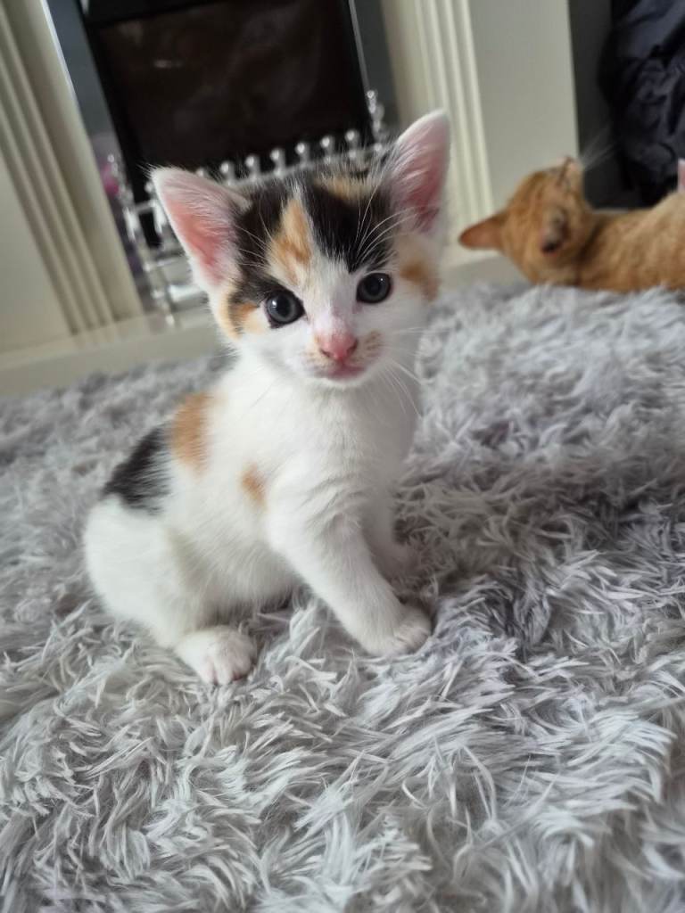 Gorgeous Half-Bengal Cross Kittens 