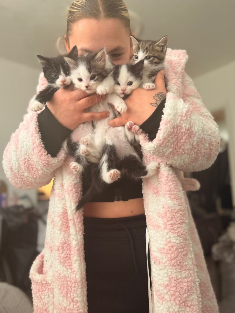 Kittens ready to go from Saturday 😻