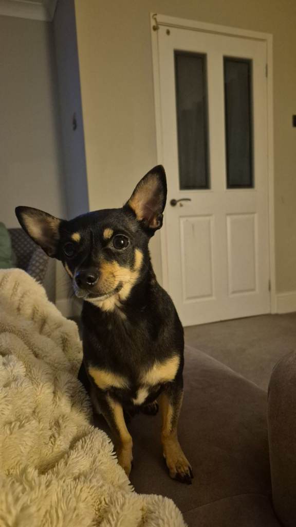 Adorable male chihuahua searching for 5* home 