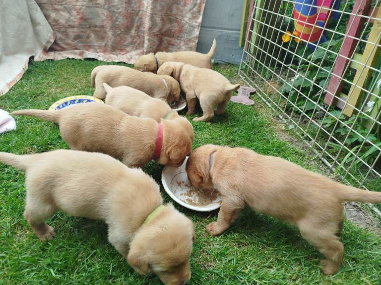 Labrador puppies 