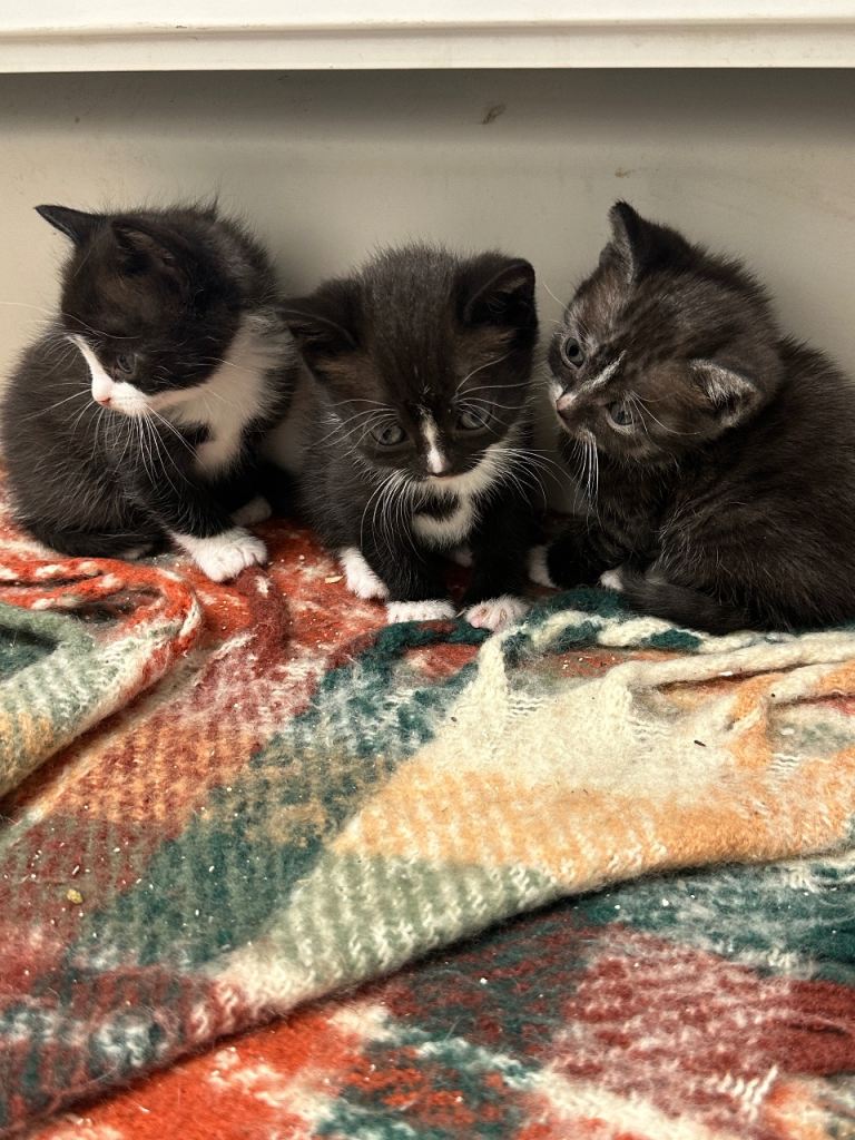 Kittens looking for loving homes
