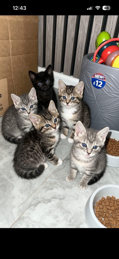 Kittens for sale 