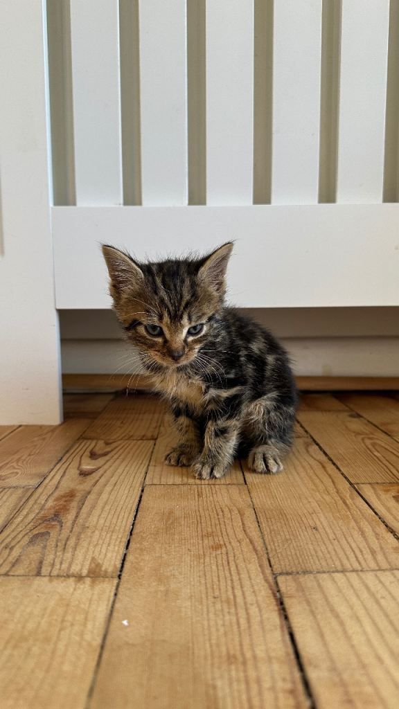 🐾 BSH Kittens Looking for Their Forever Homes 🐾