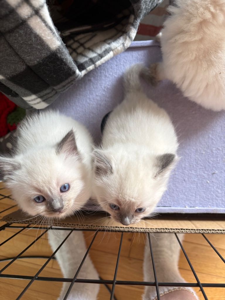 Ragdoll kittens