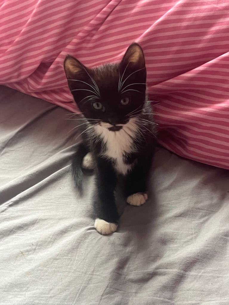 kittens ready now  4 left 8 weeks old 