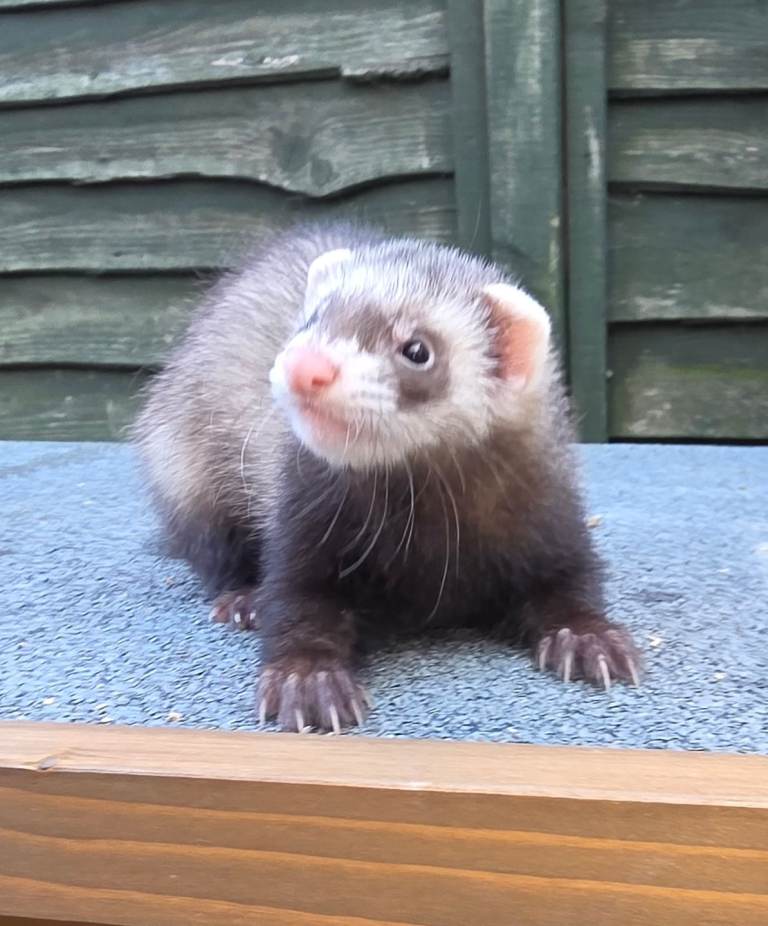 Female Ferret for sale 
