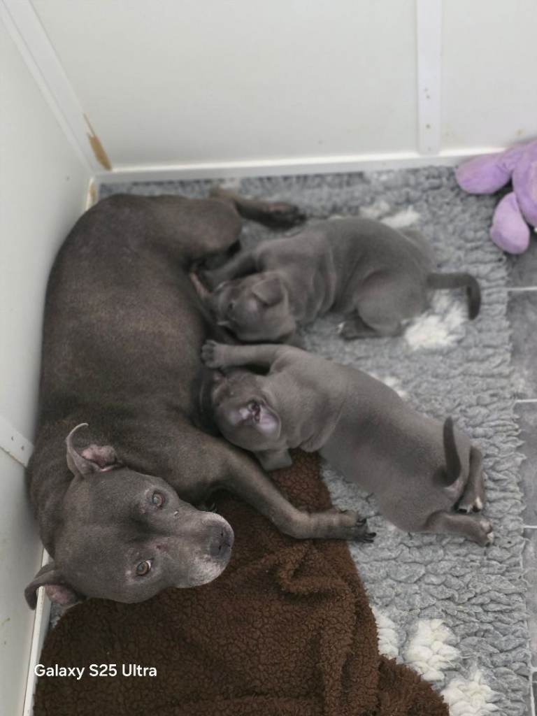 Staffordshire Bull Terrier pups for sale