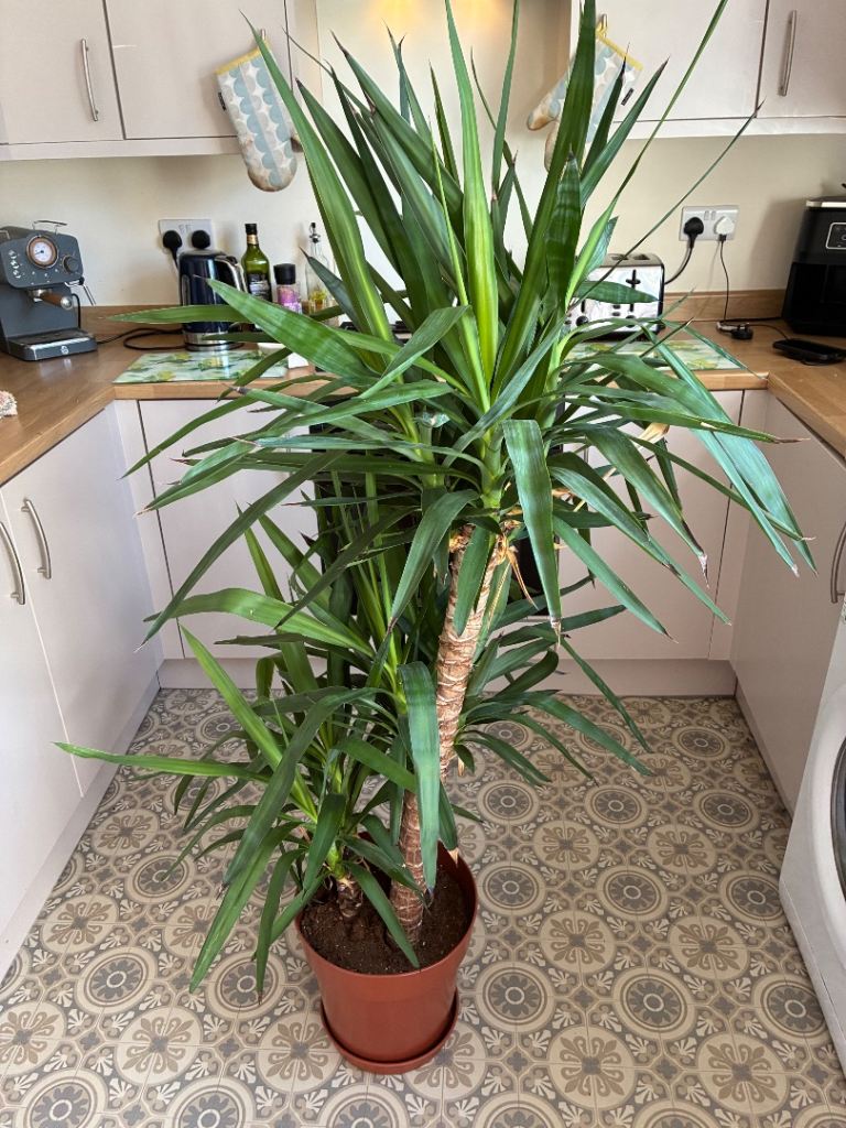Healthy Large Yucca Plant in Pot – Good Condition