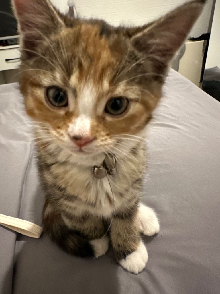 Playful Half main coon half bengal kitten