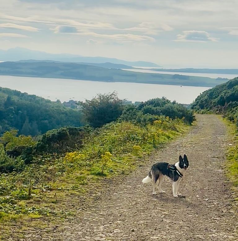 11 month old male husky 