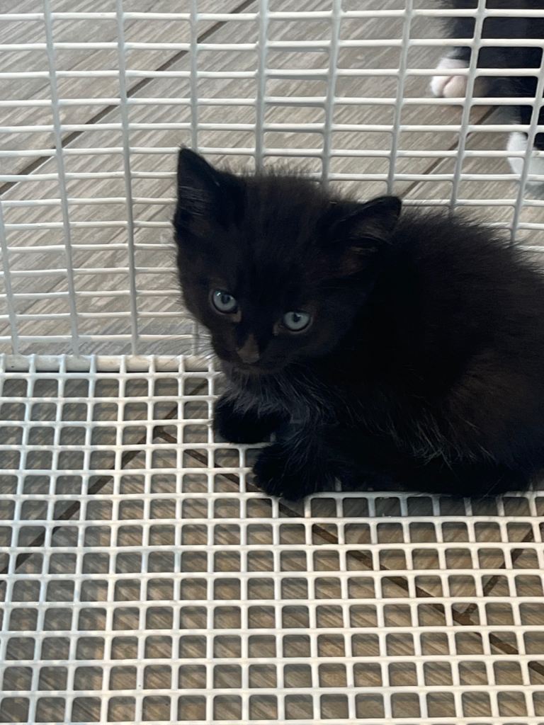 4 kittens for sale