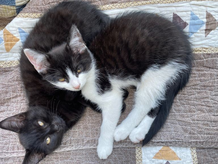 Kitten 