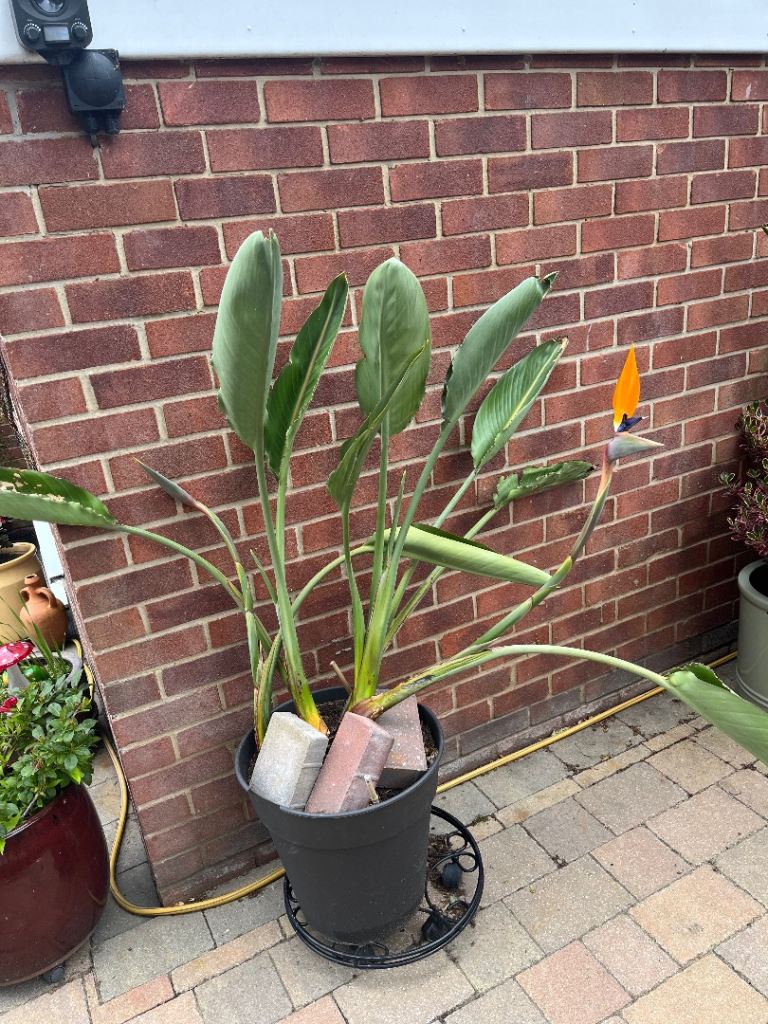 Strelitzia Reginae ( Bird of Paradise)