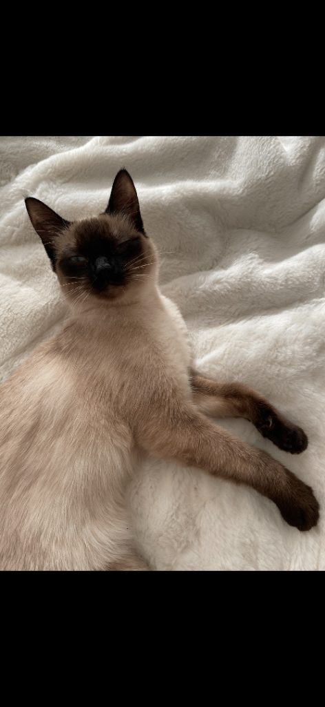 1 year old half rag doll female cat