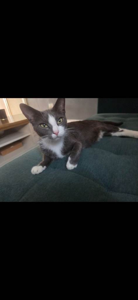 Gorgeous & Friendly Kittens (Russian Blue x British Shorthair Mix) – Ready Soon!