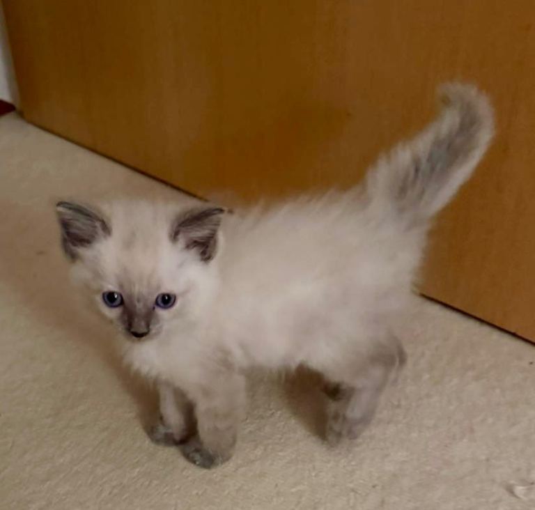 Lovely Ragdoll’s kittens 