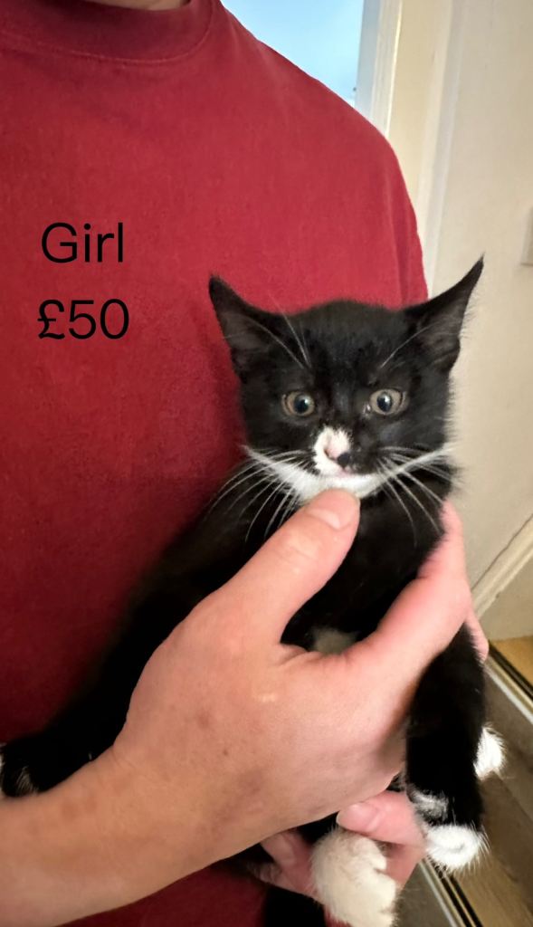 Cute little kitten ready to forever home 