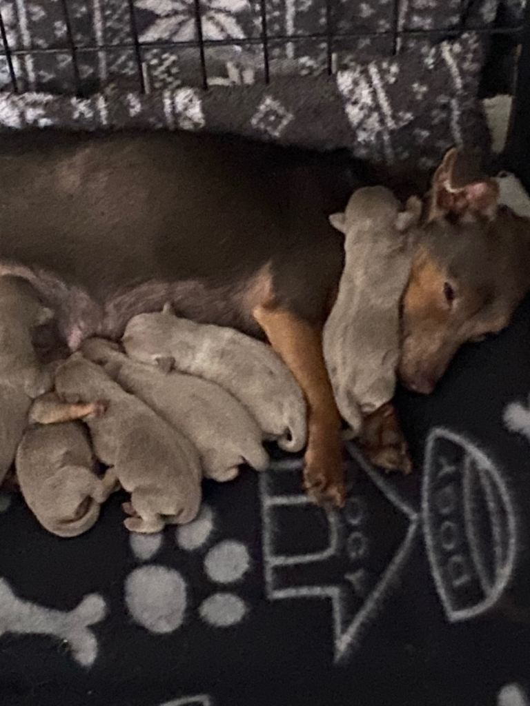 Much Wenlock Jack Russell Puppies