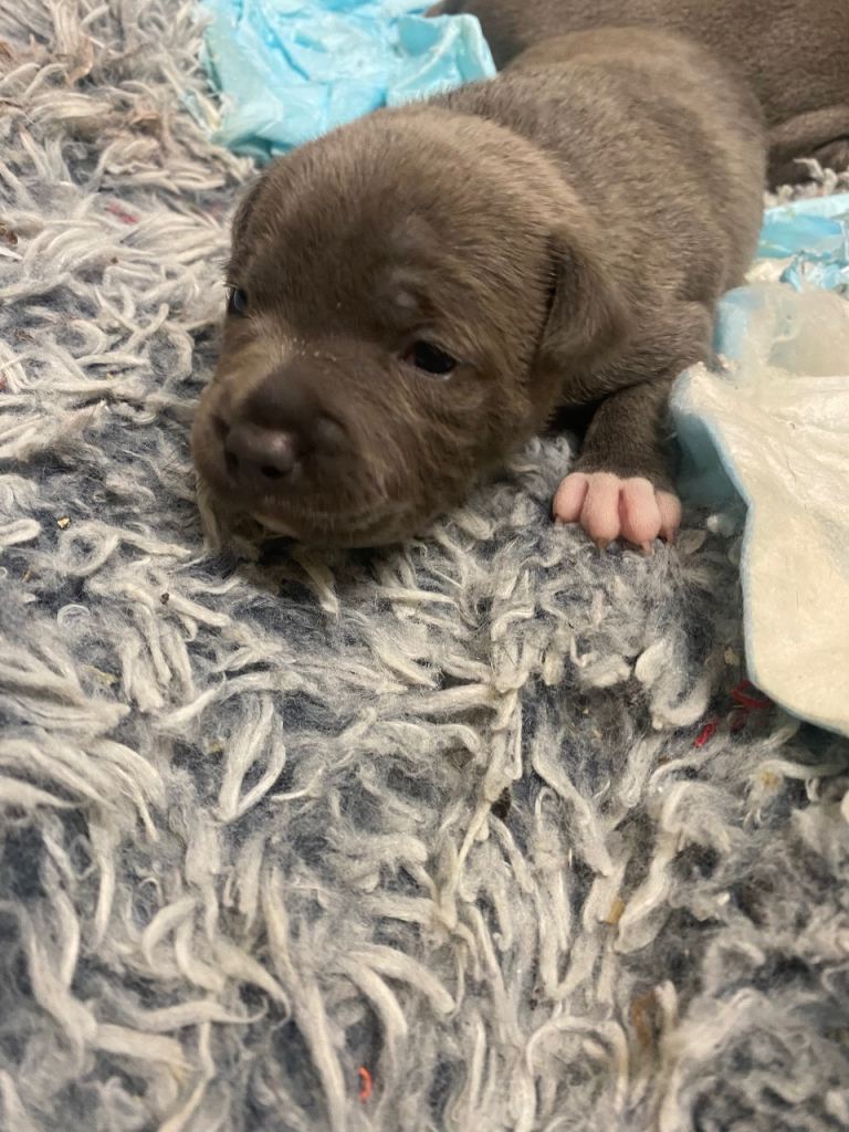 Blue Staffordshire bull terrier pups kc  registered