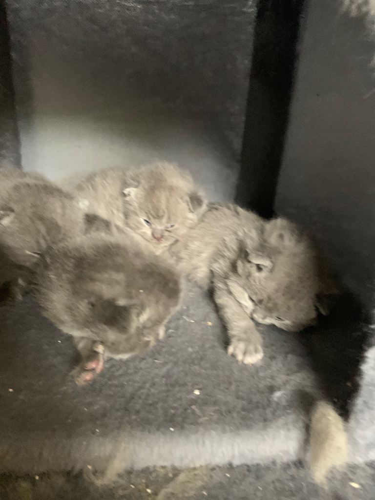 5 kittens with mum
