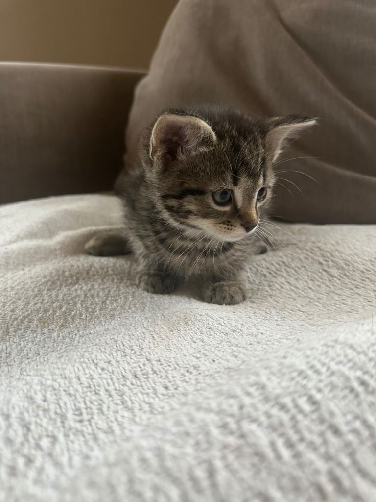 Lovely kittens looking for forever homes