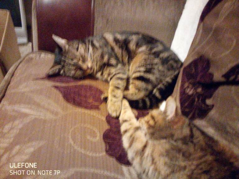 Cat's need a new home