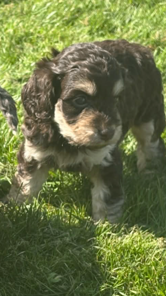 COCKAPOO PUPPIE