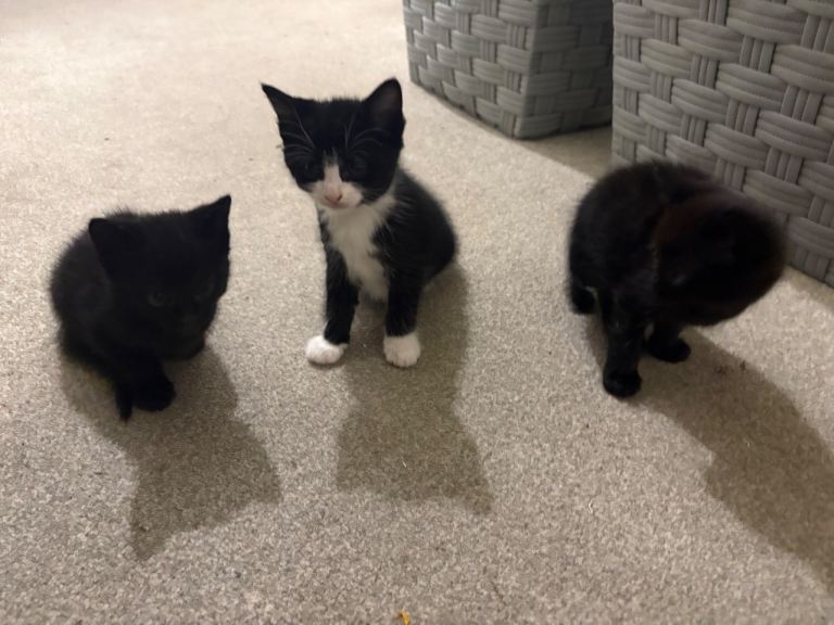 Kittens