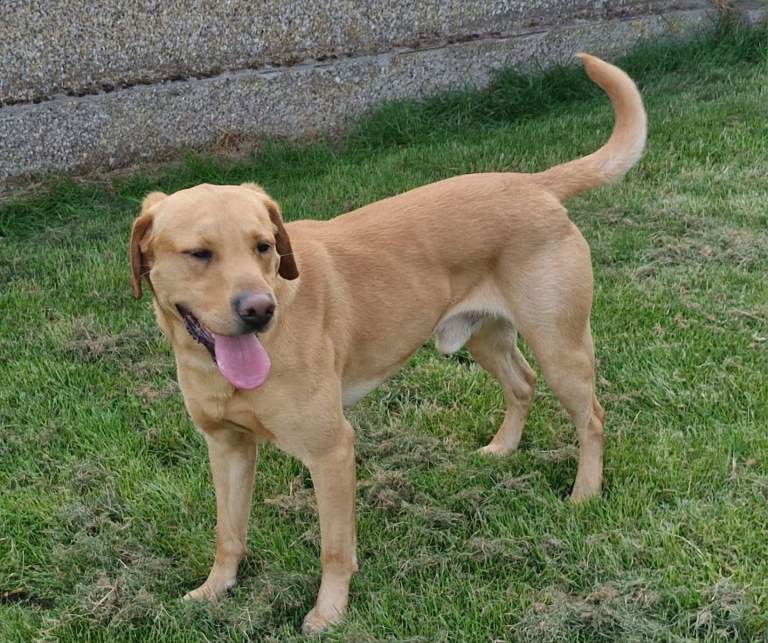 Fox red labradors puppies 