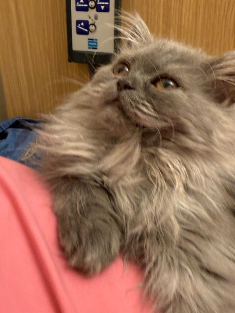 Persian kitten, special bread very friendly and playful 