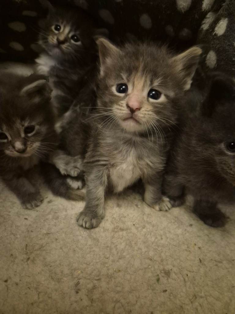 2 boys 1 girl Stunning Maine coon Kittens left would like there forever homes 🏡 