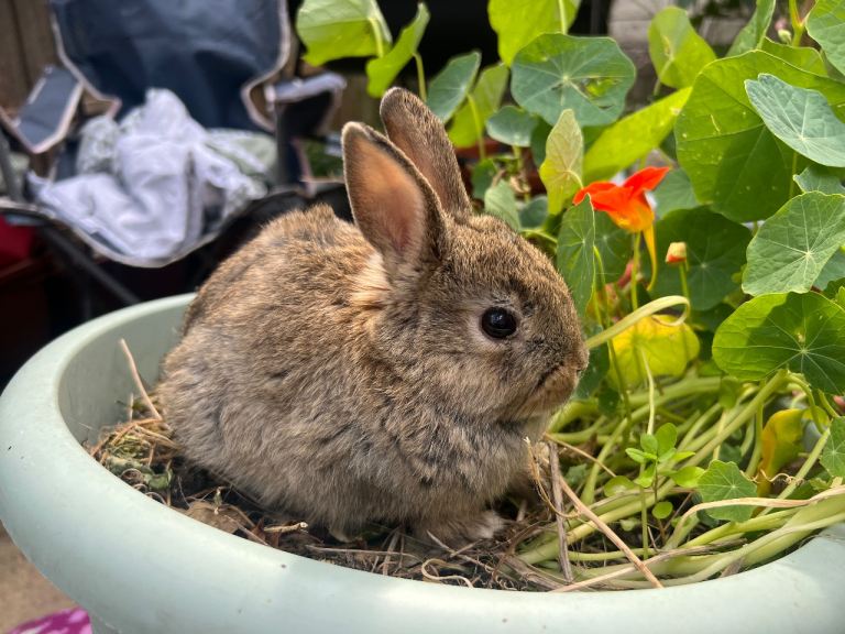 Easter Bunnies for sale!